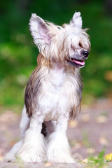 Chinese crested dog in park