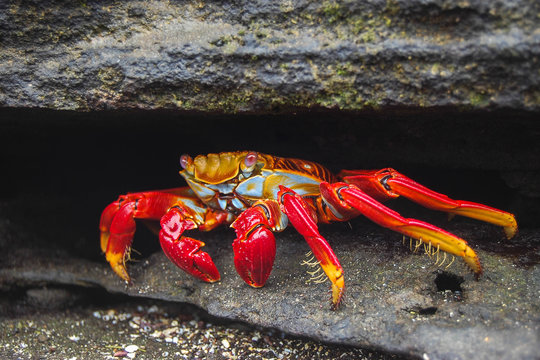 Galapagos Rock Crab