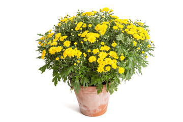 Gelbe Herbstchrysantheme