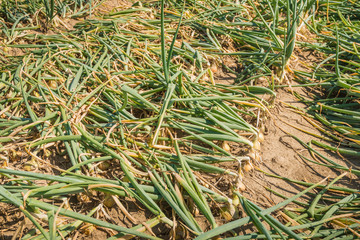 Closeup of a field with onions almost ripe for harvesting