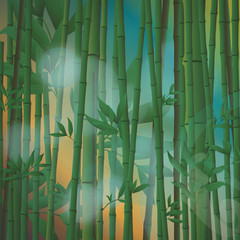 Portada Bambu