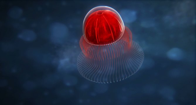 deep sea Anthomedusae - loop Animation