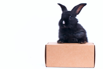 little rabbit near the box with gift