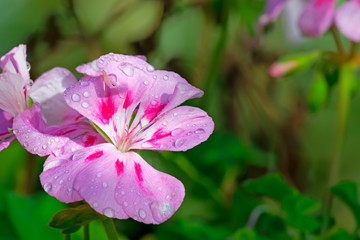 geraniums and drops