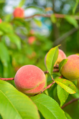 The peach, Prunus persica,
