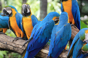 Macaws