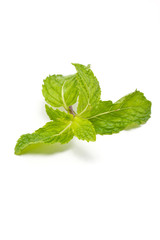 Fresh mint isolated on white background.