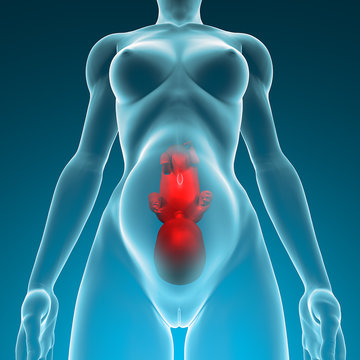 Donna incinta feto grembo gravidanza