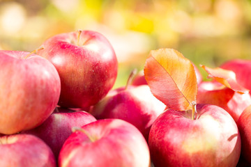 Red apples in autumn garden