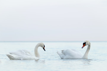 Mute swan couple