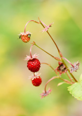 Wild strawberry