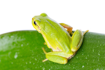 Naklejka premium Green tree frog on the leaf close up