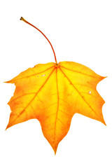 Colorful maple leaf