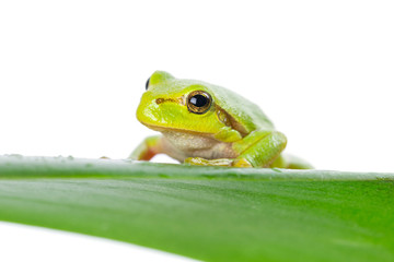 Naklejka premium Green tree frog on the leaf close up