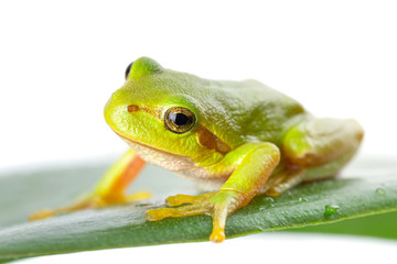 Green tree frog on the leaf close up