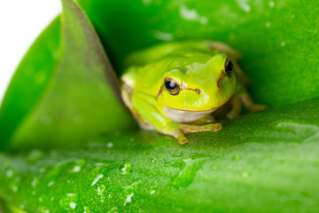 Green tree frog on the leaf close up