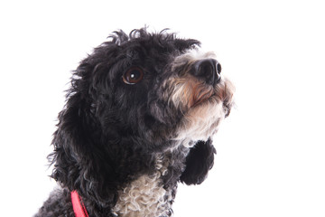 Black and white poodle