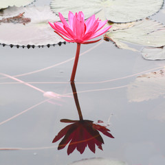 Red lotus and lotus leaf in a pond