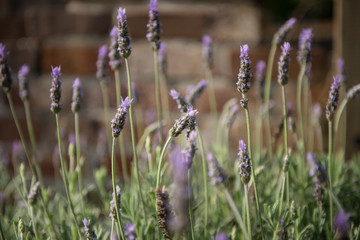 Lavender plant
