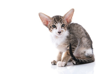 Siamese kitten in picnic basket