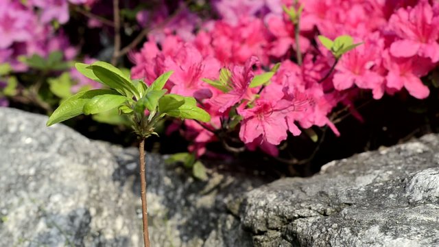 Blooming Korean Azalea in spring, South Korea