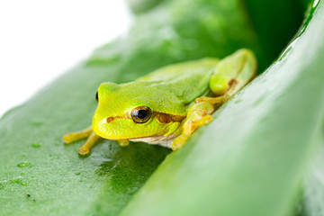 Green tree frog on the leaf close up