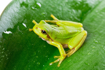 Fototapeta premium Green tree frog on the leaf close up