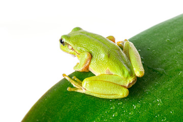 Green tree frog on the leaf close up