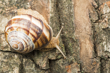 Snail on tree bark