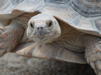 African spurred tortoise