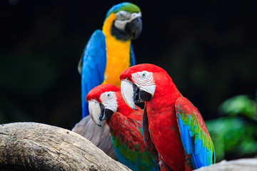 Blue-and-red macaw