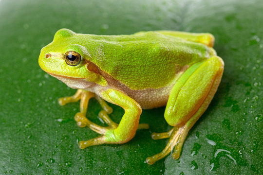 Green tree frog on the leaf close up