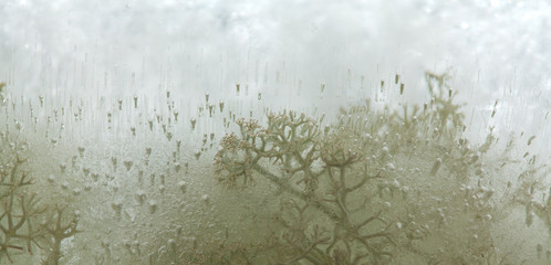 icy plants
