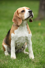 Nice beagle bitch sitting