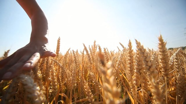 Frau im Kornfeld