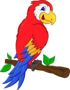 macaw bird cartoon