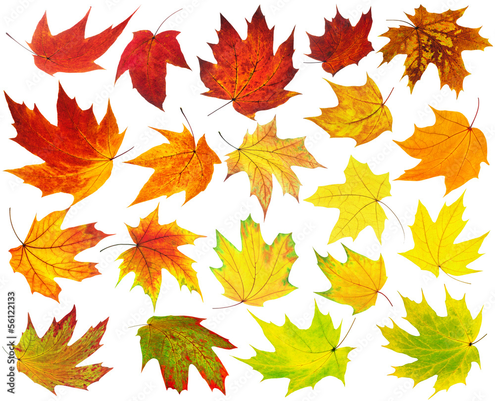 Wall mural isolated autumn leaf collection. falling maple leaves of various color isolated on white background