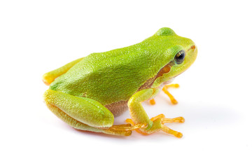 Green tree frog close up over white background