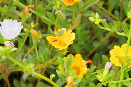 Purslane Flowers