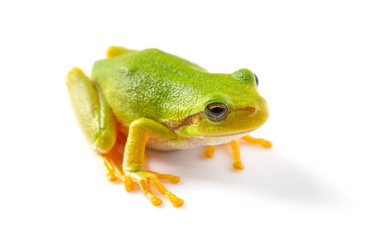 Green tree frog close up over white background