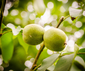 Walnuts on a branch