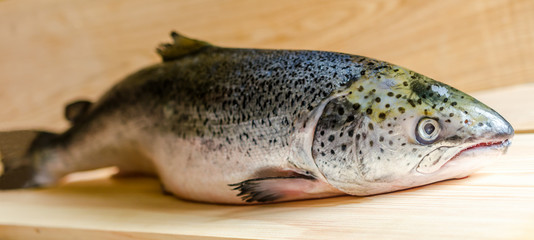 Atlantic Salmon whole fish