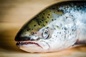Atlantic Salmon whole fish