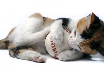 Kitty playing with baseball
