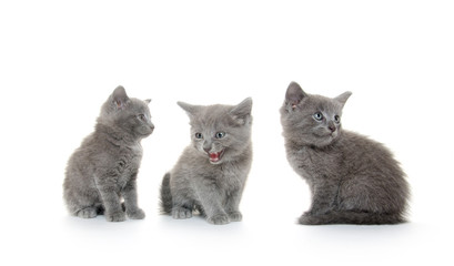 Three gray kitten