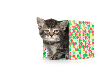Cute kitten in box