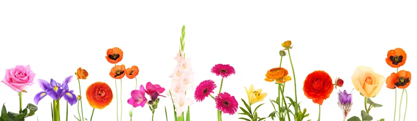 Foto op Plexiglas Mooie bloemen geïsoleerd op wit © Africa Studio