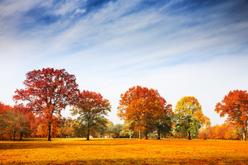 Naklejka premium Autumn trees landscape, fall season