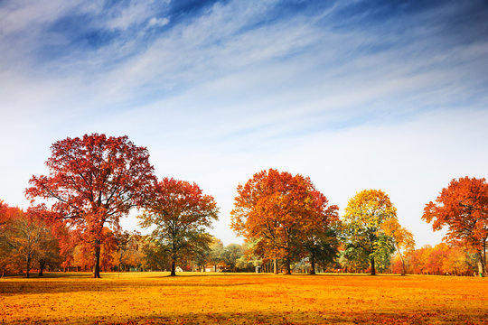 Autumn trees landscape, fall season