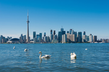 Toronto skyline with swans